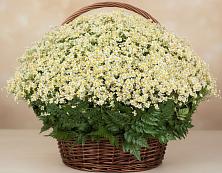 Цветочная композиция из Ромашки в корзине #REPLACE_PRED# Ельники