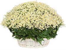 Цветочная композиция из Ромашки в корзине #REPLACE_PRED# Ельники